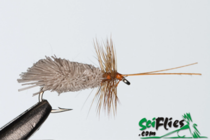 Picture of Goddard’s Sedge (x3)