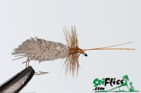 Picture of Goddard’s Sedge (x3)