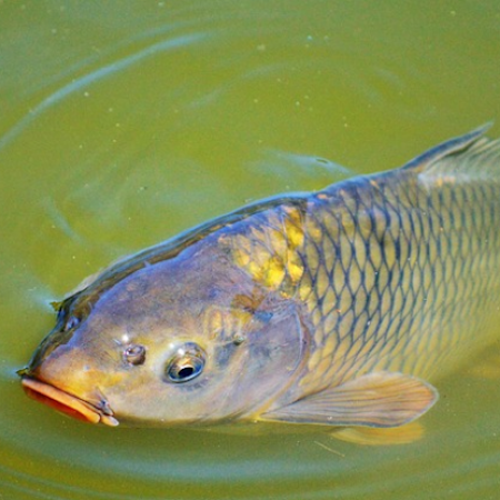 Picture for category Carp