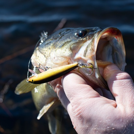 Picture for category Bass