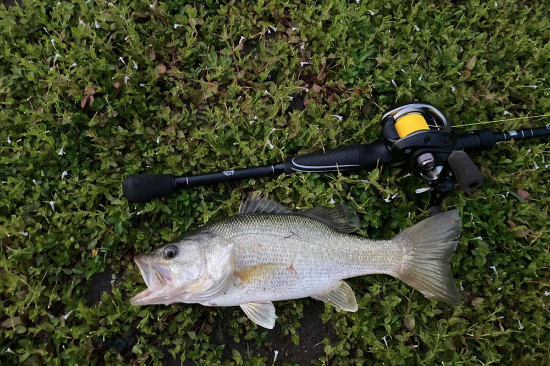 Picture of Dark Shadow